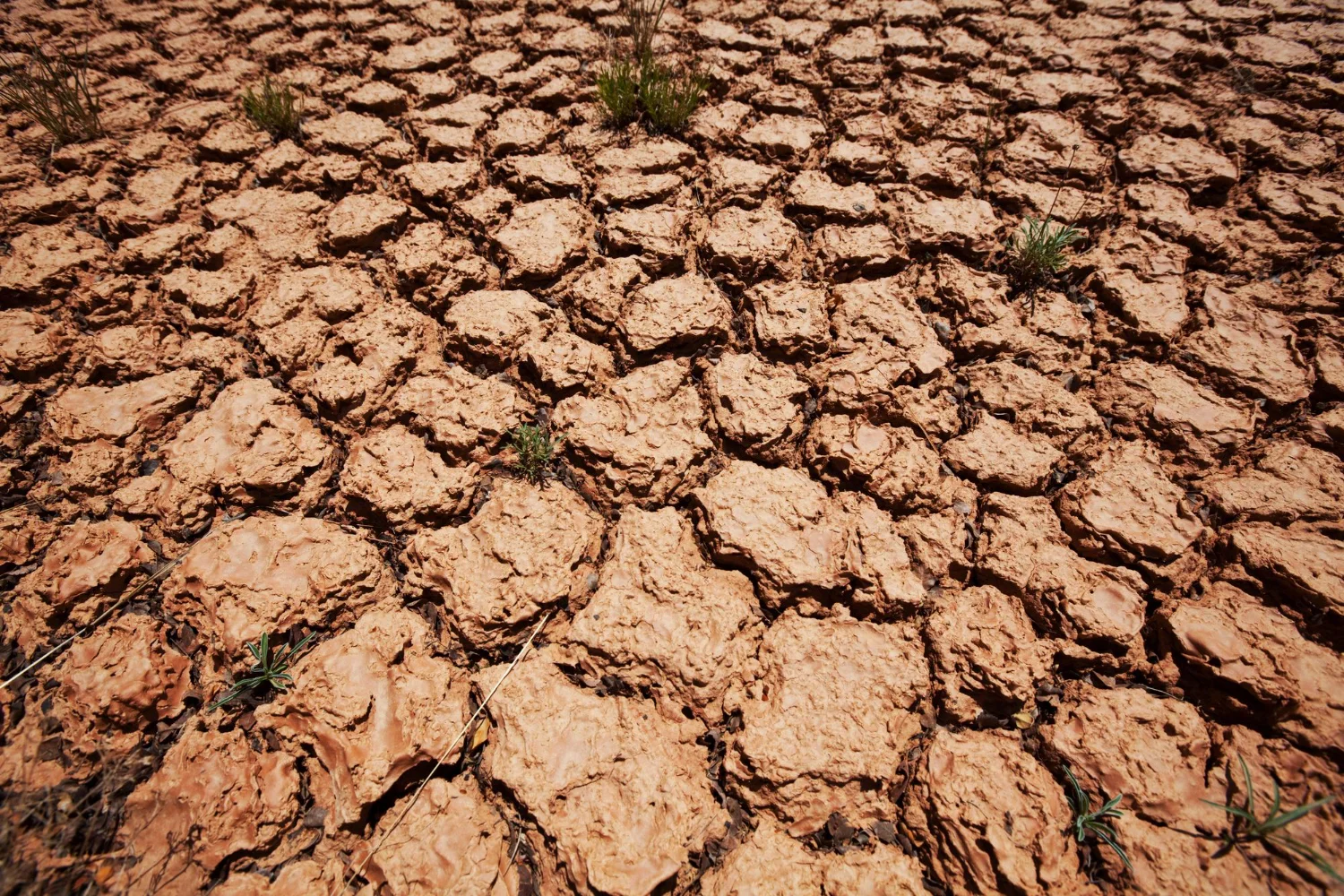 5 décembre : Journée mondiale des sols